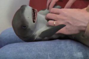 2020 Cutest Baby Shark Happy Shark Funny Shark Cute Baby Animals Reaction 2020