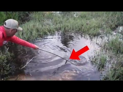 6 Crocodile Encounters You Should Avoid Watching (Part 4)