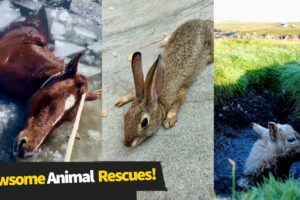 8 Awesome Animal Rescues!