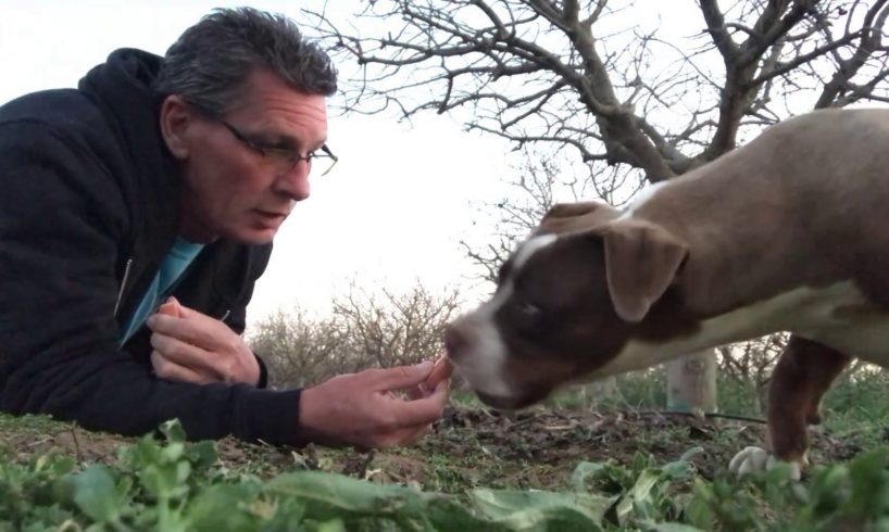 Abandoned dog rescued after 15 months of living on her own.