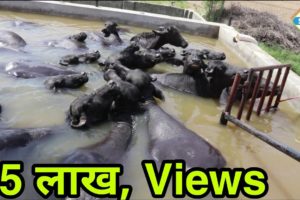 All Murrah Animals in Swimming Pool ?‍♀️ at Sansaniwal Dary Farm. Contact & WhatsApp-8569881213