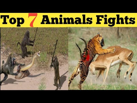 Amazing Animal Fights Caught On Camera|अद्भुत पशु झगड़े कैमरा पर पकड़ा|حیرت انگیز جانوروں کی لڑائیاں