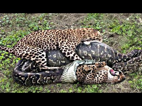 Animal fights caught on Camera in Hindi || Most Incredible Animal Fights caught on camera