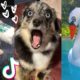 Are These The Funniest Doggos on TikTok?  Cutest Puppies Compilation  [2021]