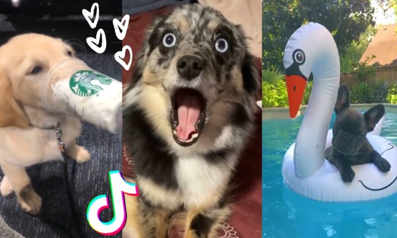 Are These The Funniest Doggos on TikTok?  Cutest Puppies Compilation  [2021]