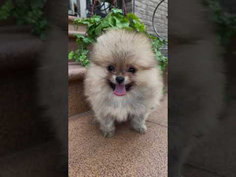 Baby Dogs ? Cutest dogs video compilation ever ♥️♥️♥️♥️♥️♥️♥️♥️♥️♥️♥️♥️♥️♥️♥️