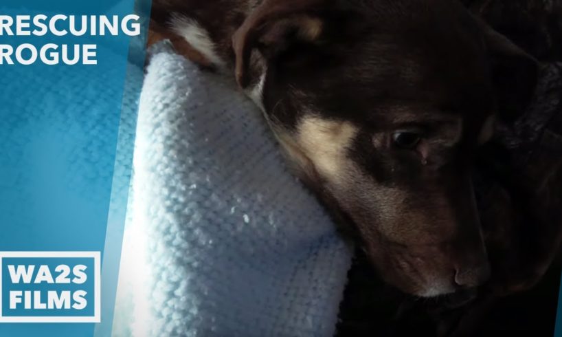 Broken Leg Dog Sleeps In The Rain Waits for Rescue! Rescuing Rogue  - Howl & Hope For DoDo Dogs