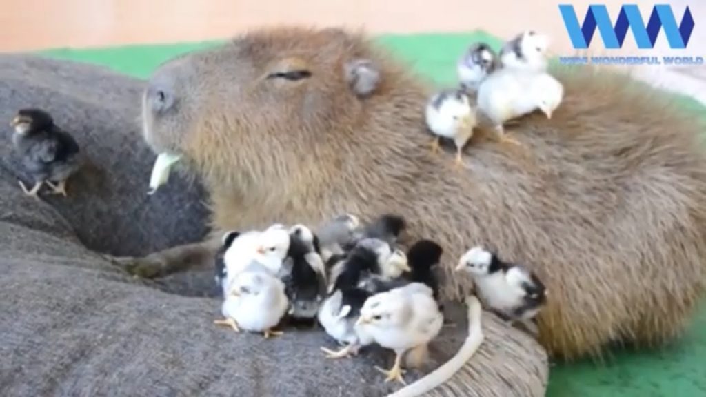 CAPYBARA being FRIENDS with other ANIMALS ??