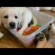 CUTEST PUPPY MOMENTS! Our favorite highlights of Adorable Lab Puppies