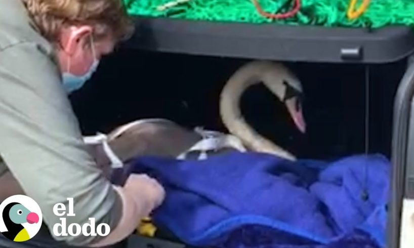 Cisne conoce a nuevos amigos y juntos forman la familia más linda | El Dodo