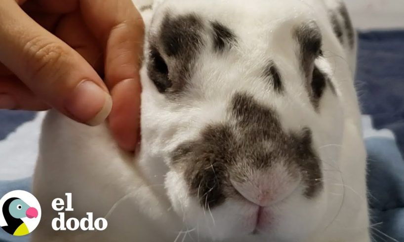 Conejito paralizado sorprende a todos cuando aprende a saltar de nuevo | El Dodo