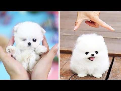 ? Cute Puppies Doing Funny Things 2020 ? #11 Cute Animals