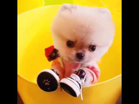 Cute Puppies Doing Funny Things|Cutest Puppies 2021#484.