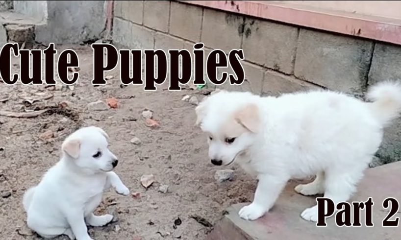 Cute Puppies Part 2