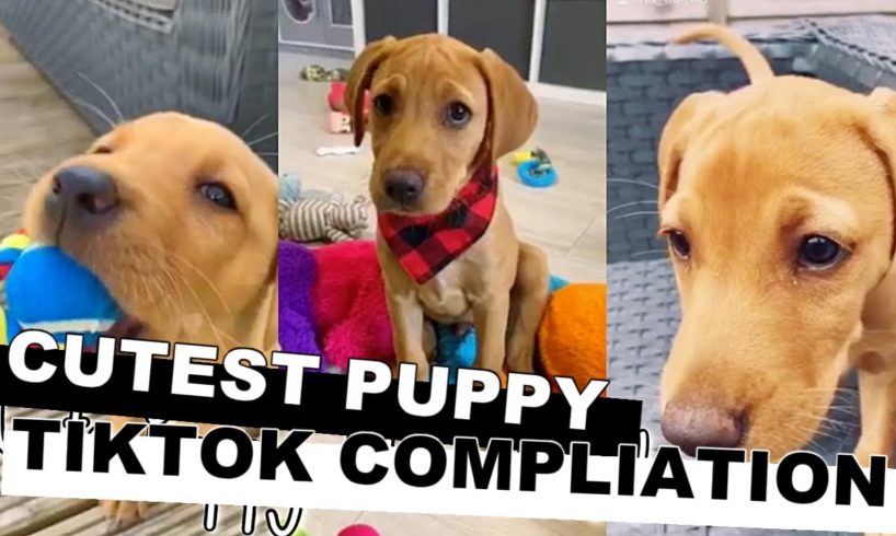 Cute Puppy TikTok video Compliation - Cutest Puppy Videos on Tik Tok