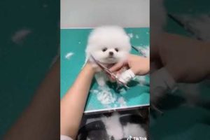 Cute Puppy Videos | Puppy Viral Video | Cutest puppies | #ytshorts #shorts