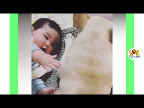 Cute babies and pets compilation   Adorable Babies Playing With Dogs and Cats   Funny Babies