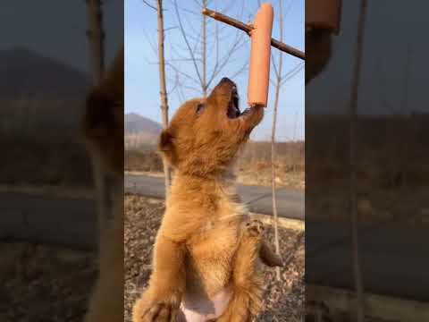 Cutest Puppies Compilation Dog Funny Things #shortvideos #FunnyShorts #255