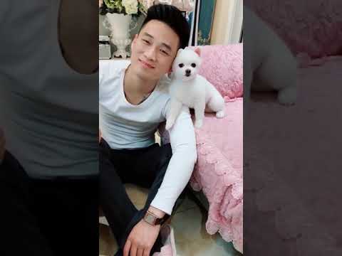 Cutest puppies 2021? Tik Tok Chó Phốc Sóc Mini#325