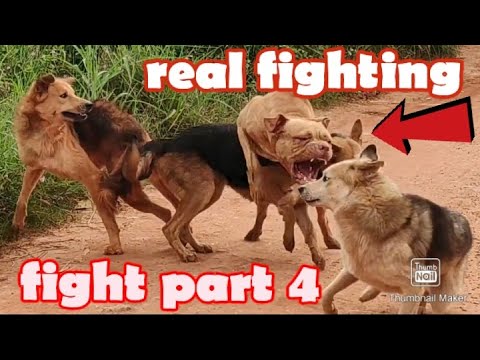 Deathly fighting crazy dogs battle again part 4 dog vs dogs. real fight broke out again between them