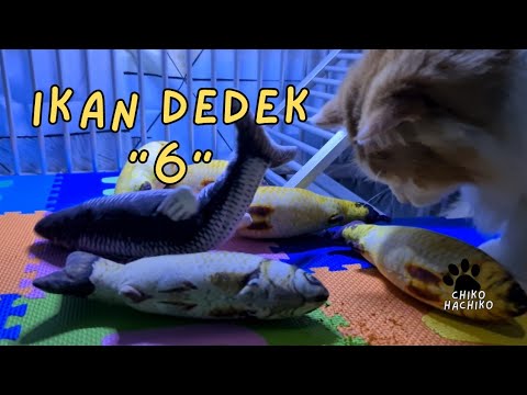 Dedek Mainan Banyak Ikan. hachiko - funny - animals - funny videos - try not to laugh