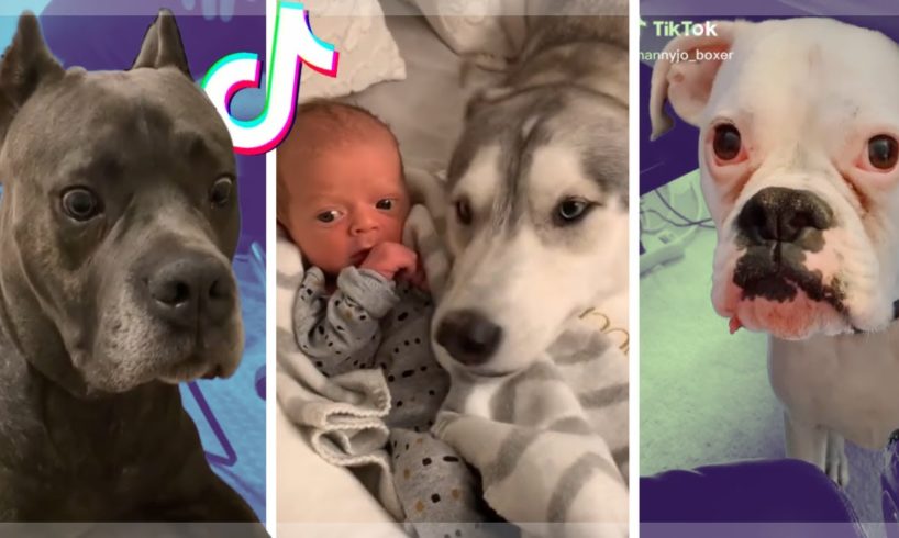 Dogs... being DOGS!  Goodest Doggos of TikTok ~ Cutest Puppies TIK TOK