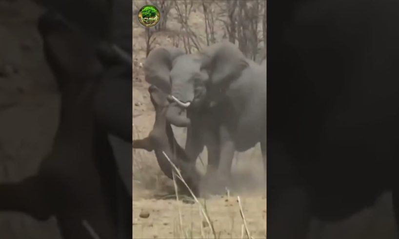 Elephant vs Buffalo Fight #shorts #animal #fight