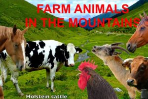 FOR KIDS: farm animals in the mountains with natural sounds - NO MUSIC! video for children