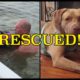 Family RESCUES Dog adrift in Lake Houston: DogNewsNetwork