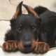 Funniest & Cutest Doberman Pinscher Puppies - Funny Doberman Pinscher Puppy Video Compilation 2021
