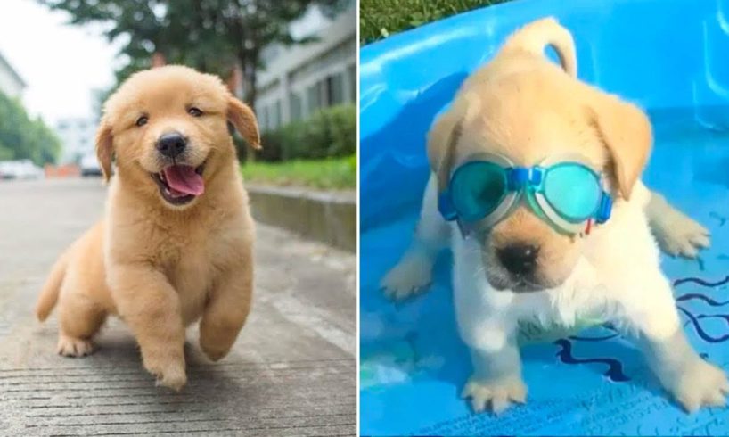 Funniest & Cutest Golden Retriever Puppies - 30 Minutes of Funny Puppy Videos 2021 #10