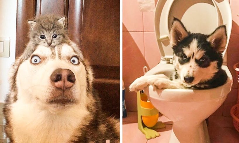 Funny and Cute Husky Puppies Compilation #11 - Cutest Husky