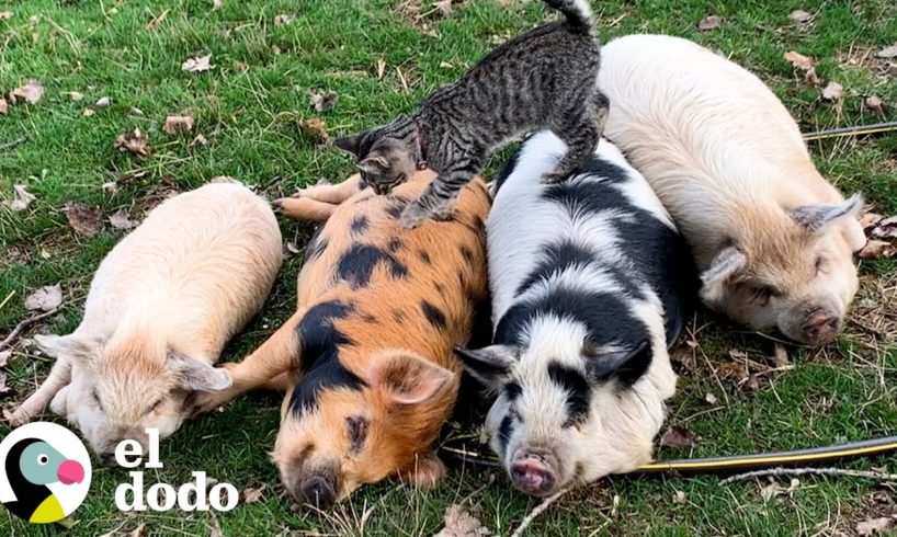 Gato ama darle masajes a sus amigos cerdos | El Dodo