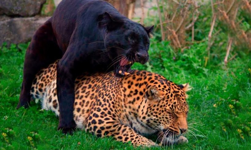 How black panthers are born - epic wild animal battles