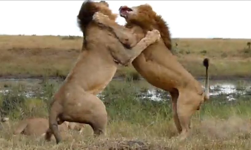 Lion vs Lion, Buffalo Real FightㅣWild Animal Fightsㅣ사자의 영역다툼