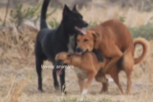 Lovely animals plays