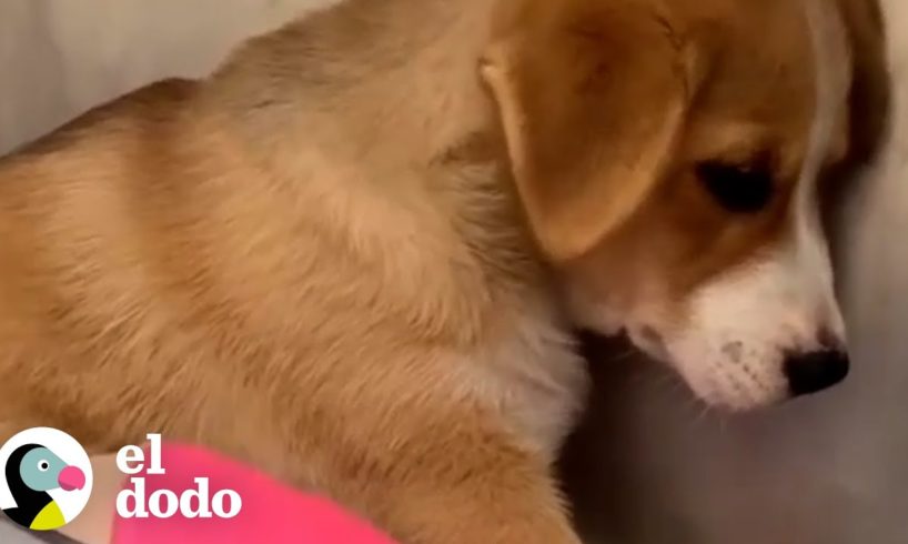 Luego de una semana de llorar en el refugio, esta perrita encuentra el hogar perfecto | El Dodo