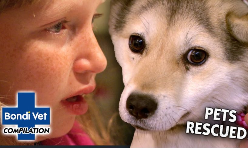 MOST EMOTIONAL PET RESCUES 😢 | Compilation | Bondi Vet