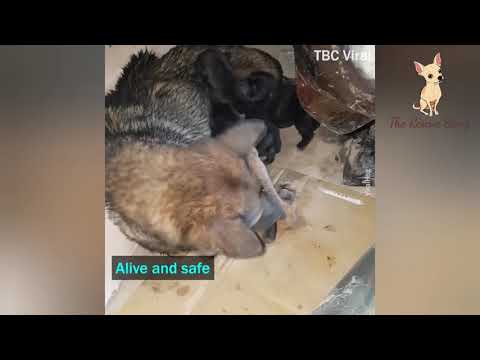 Mama dog rescues her puppies from the drain pipe (A mother is a mother)