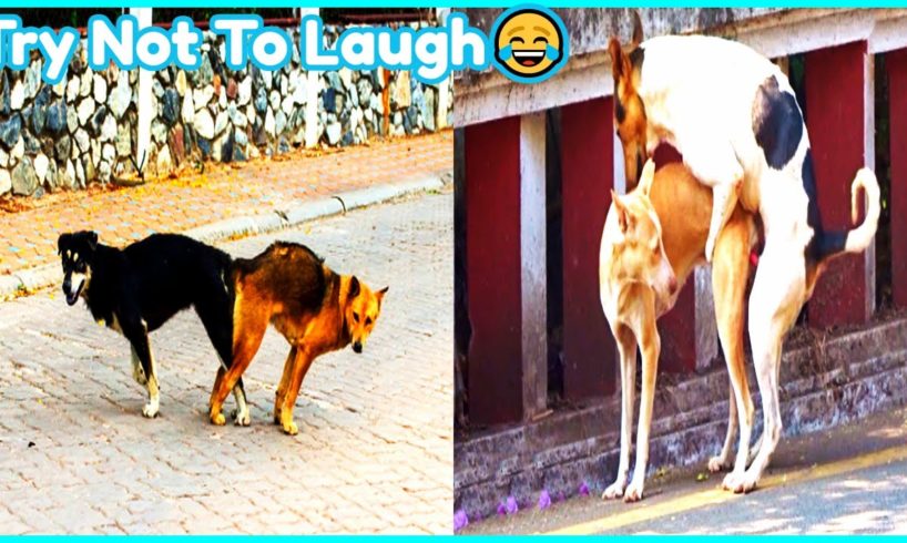 Mating Street Dogs? Try Not To Laugh? Funny Animals