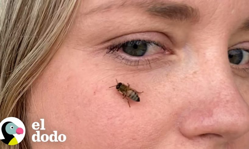 Mujer rescata abejas de un portaaviones | El Dodo