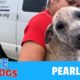 PEARL The Rescued Mangy Foster Dog Found A Furever Home & Hope For Paws Saves The Day Again!