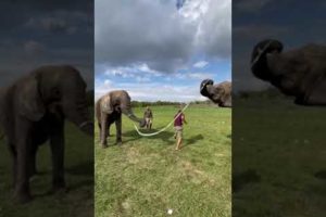 PLAYING WITH BEAUTIFULLY ELEPHANTS #ELEPHANT #WILDLIFE #ANIMALS