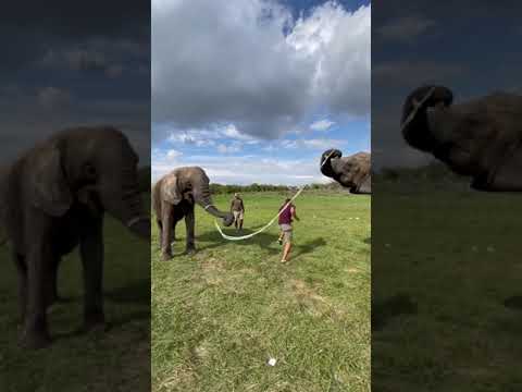 PLAYING WITH BEAUTIFULLY ELEPHANTS #ELEPHANT #WILDLIFE #ANIMALS