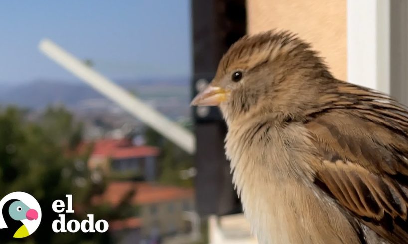 Pareja rescata a un gorrión bebé y convierten su sala en un hábitat para ella | El Dodo