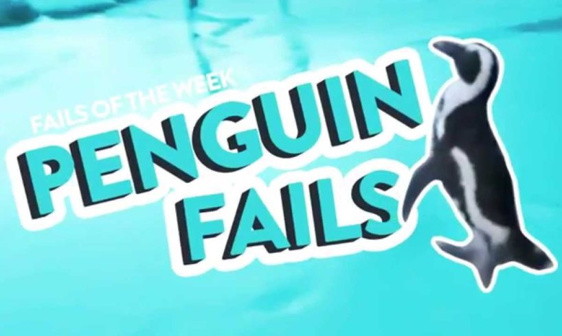 Penguin Fails | Fail Of The Week