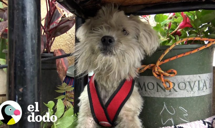 Perrito que paso semanas amarrado ahora corre por la playa | El Dodo