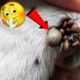 Poor Animal Rescue ||  Removing Thousand Ticks From Dog's Leg #9