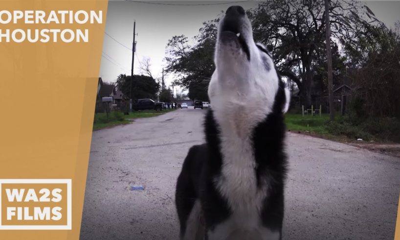 RESCUERS SAVE HOMELESS STARVING HUSKY PUPPY - Howl & Hope For Dodo Dogs