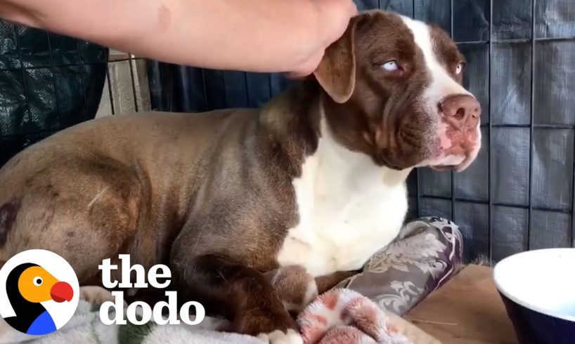 Radio DJ Drives An Hour Every Day For Months To Gain This Wild Pittie’s Trust | The Dodo Heroes